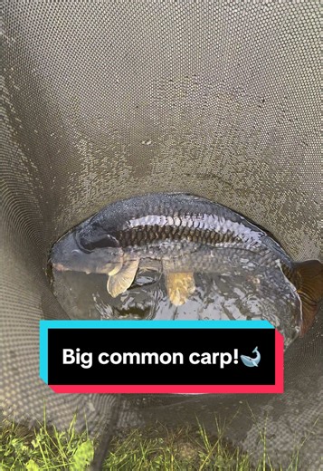 Understanding Your Personal Best Common Carp