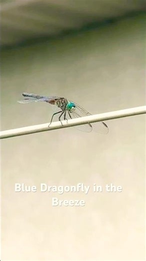 Blue Dragonfly Hanging On in the Wind!