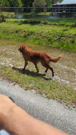 Yukon's leg injury -- Pancarpal arthrodesis (PCA) 15 weeks post surgery