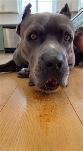 Don't tell my Nonna about this Arancini disaster... 🇮🇹😳#ItalianFood #FoodChallenge #FunnyDog #pets