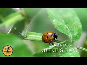 June's Bug