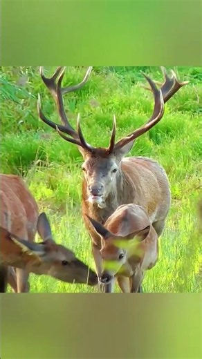 🦌 Погоня оленей в дикой природе#олень #олени #дикаяприрода #животн #природа #погоня #wildlife #deer