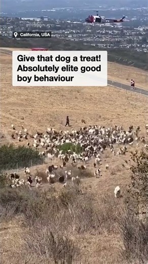 Sheepdog helps clear field of goats for emergency helicopter