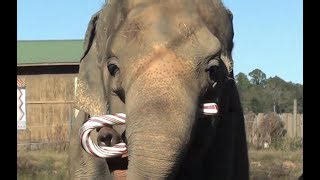 A Giant Candy Cane made for an Elephant named Shirley