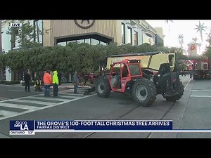 100-ft Christmas tree arrives at The Grove
