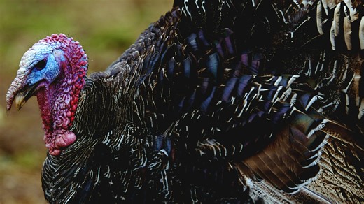 Alabama spring turkey hunting season starts soon. What to know
