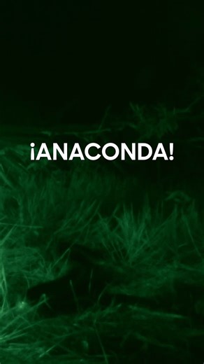 Se juegan la vida atrapando a una anaconda por la noche. Descubre cómo termina en "Dúo de supervivientes: México", los domingos a las 17:30 en Discovery. #discovery #discoverychannel #Supervivientes #Anaconda #Peligro | Discovery Channel España