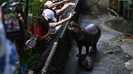 Meet Moo Deng, the baby pygmy hippo so popular you can visit her for only 5 minutes