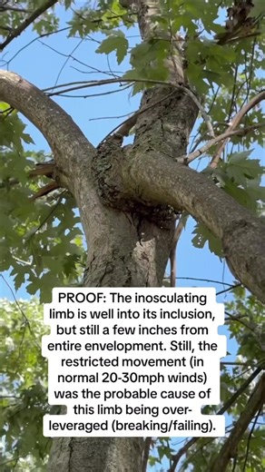 Inosculation is such a great word! #treesteward #gnome #isa #certified #arborist #climber #treelife #madeforthis #passion #climbing #learn #grow #instruct #teach #mentor #defects #treedefects #trees #treesaregood #treestuff #shigo #alexshigo #touchtrees #biology #comingtogether
