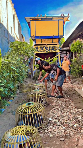 Merpati Staylee Surabaya - Merpati Kentong Surabaya Hari Ini
