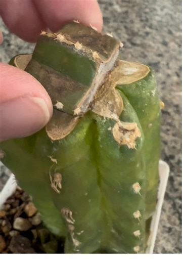 Wiggle Jiggle: Winter Cacti Care