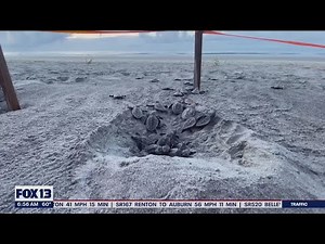 Loggerhead turtle hatchlings emerge on beach in South Carolina | FOX 13 Seattle