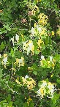 Japanese honeysuckle flowers are edible and renowned for their sweet, nectar-filled taste.#foraging