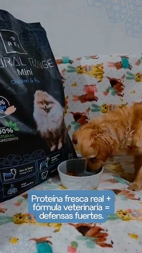 273 reactions | Amar es notar lo que otros pasarían por alto. 喙 Nutrirlo con ciencia es protegerlo de verdad. Hazlo con REX: proteína fresca + fórmulas veterinarias. Disponible en Amazon y Mercado Libre. | REX México | Facebook