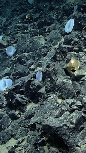 Scientists aboard NOAA's ship Okeanos Explorer may have made a new discovery two miles below the ocean's surface in Alaska. The species has a golden color and a spongy surface, and it has scientist completely unsure to what it actually is. #cnn #news #oceans