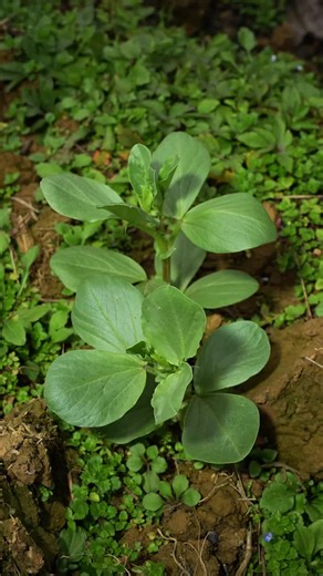 #tiktokfood #foodies #fyp