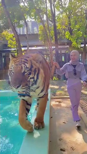 viral cewek berhijab Memelihara Harimau ||