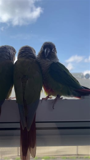 Happy Thursday 💛 #Conures #Conuresbirds #Greencheekconure #Petlover