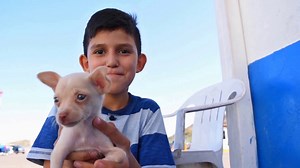 Snorkeling and Diving Adventures in San Carlos, Mexico