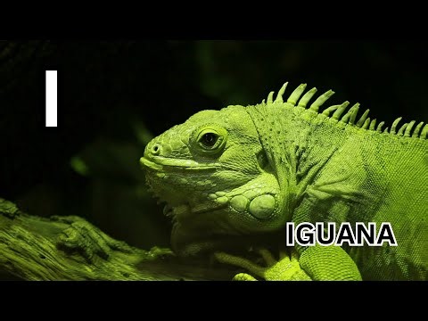 ABC Real Animals: Alphabet Song with 3 Animals for Kids