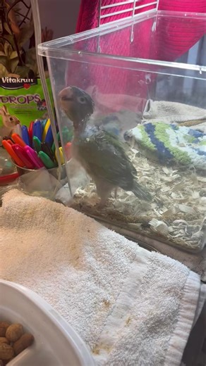 3.1K views · 168 reactions |  Baby Blue Crowned  Conure is growing so fast......... | Palm Beach Parrot & Bird Rescue/Sanctuary Of South Florida | Facebook