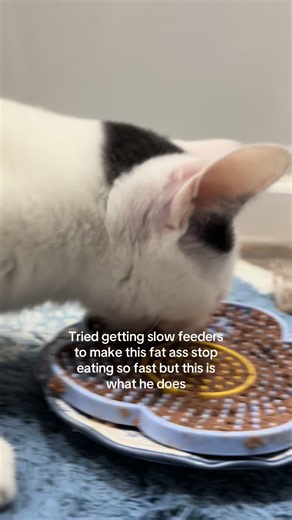 slow feeder for fat cat: why my cat eats too fast