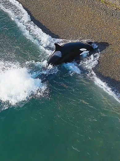 Jóvenes orcas cazando focas: un espectáculo natural