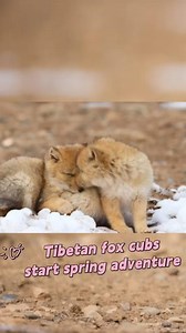 At the Qilian Mountain Nature Reserve in China's Gansu, Tibetan fox cubs were spotted embarking on their springtime adventures with energy and curiosity. #China #Fox #cub | China Xinhua News