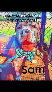 **SAM NEEDS A HOME** Sam #24-154, male. Arrived 4/17/2024. DOB 3/14/2012. For more information please call and speak with adoption staff. 631-643-9270 *video by Christine F.! | Babylon Animal Shelter