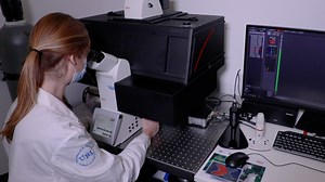 Histological-Based Stainings Using Free-Floating Tissue Sections