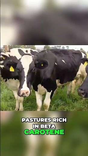 Modern Dairy Farms Tech Revolutionizing Cow Care and Milk Production!