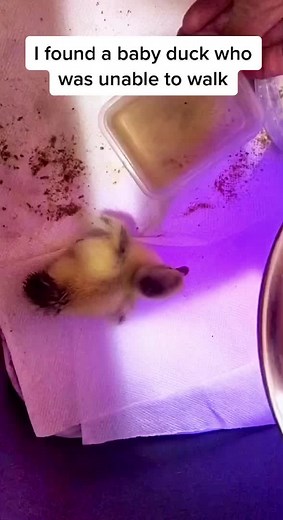 Video of me removing the maggots from his ear coming soon .. follow me to find out how I did it 🤢🦆🪰 #fyp #foryou #maggot #babyduck #ducklings