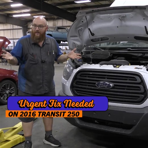 Immediate Fixes Required to Support Our Furry Friends | Car Wizard