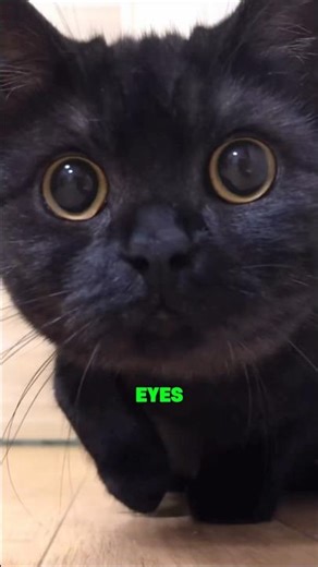 WHY cat's eyes turn PITCH BLACK? #animals #funny #facts
