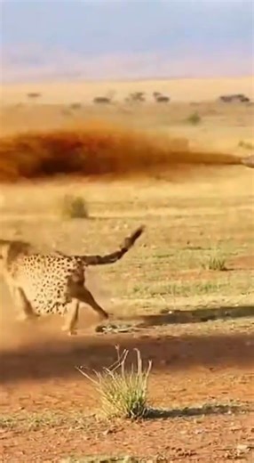 Cheetah pooped by hippo turbo?! 😱チーターがカバのウンコで大惨事?!🦒치타 똥 샤워 후 뒹굴?! 🤣 #shorts #viral