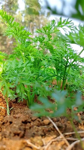 Peaceful Village Lands🌾✨ #landscape #villagelife #peaceful #farming #rurallife #shorts