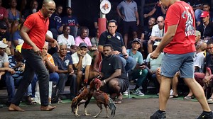 Les combats de coqs, tradition toujours vivace à La Réunion
