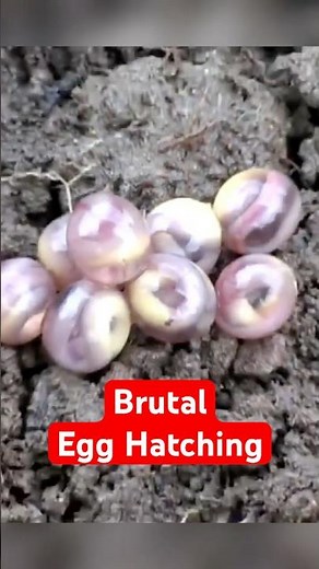 Brutal Egg Hatchings You’ve Never Seen Before