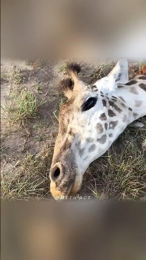 The dark side of the giraffe's lifestyle 🥺