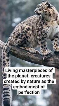 Living masterpieces of the planet: creatures created by nature as the embodiment of perfection