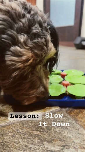 This lily pad is both a thinking tool and a slow feed digestion plate.
