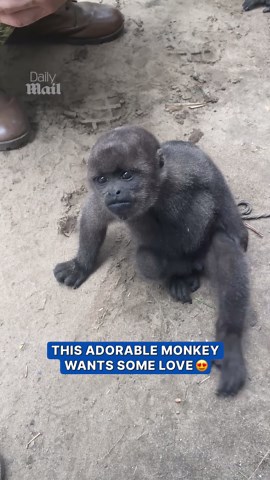 Affectionate monkey leans in for gentle chin scratches