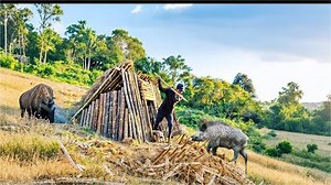 16 reactions | Build a Shelter in the Wilderness to Avoid Wild Boar Attacks Bushcraft vs Stealth | HD | Facebook
