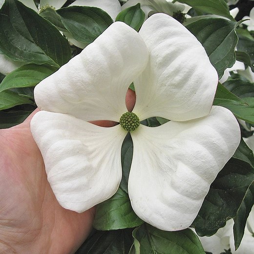 Venus Dogwood