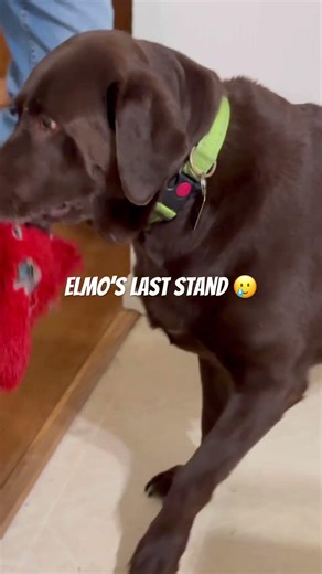 #elmo #fishing #toys #flyfishing #adventure