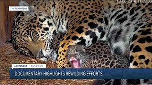 Global rewilding movement works to restore threatened natural habitats