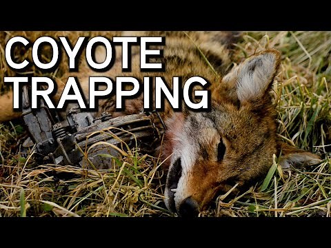 What To Do When You Catch A Coyote