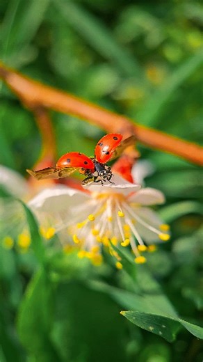 Juli - Ladybugs & Macro Nature on Instagram: "Takeoff in slow motion! Watch till the end!✨ This ladybug spreads its wings and lifts off, revealing the hidden beauty of flight. Macro videography lets us see nature’s smallest wonders up close.   #знімаюнаgalaxy S23Ultra #slowmotionnature #ladybugwings #cinematicvideo #natureloverforlife #insect_perfection"