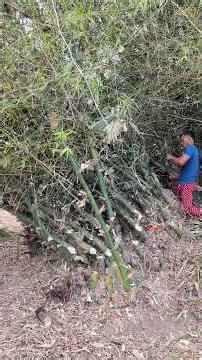 Knock down a bamboo clump with both hands.