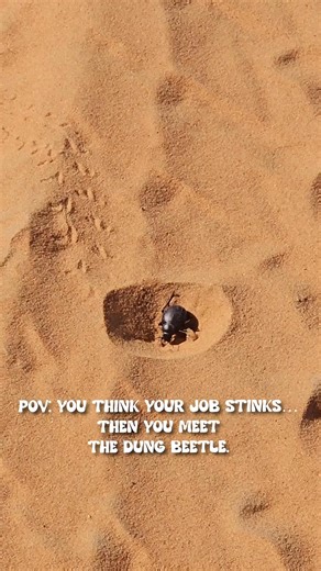 Introducing the African Dung Beetle — the desert’s tiniest tradie. We caught this wee legend absolutely going to town on a hole, digging like he’s trying to reach New Zealand by lunchtime. The enthusiasm? Unmatched. The technique? Questionable at best. The commitment? 11/10 Fun fact: these fellas can dig up to 250 times their own body weight in sand. Meanwhile, I pull a hamstring picking up my camping chair. ___ And what do they do with the poo, I hear you ask? 1. They eat it – it’s their high-p